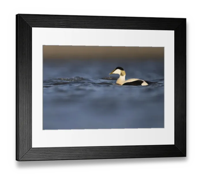 Framed Print : Eider duck (Somateria mollissima)