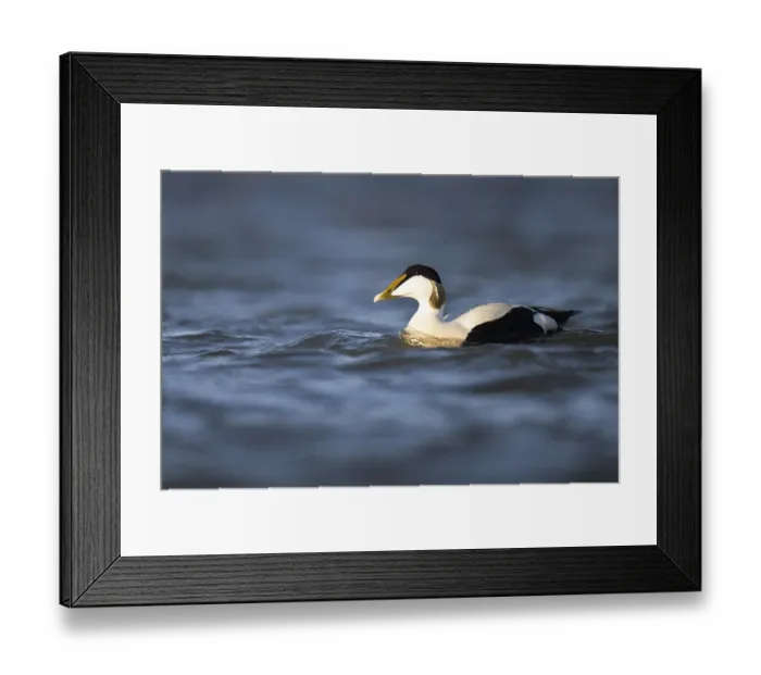 Framed Print : Eider duck (Somateria mollissima)