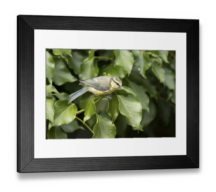 Framed Print : Blue tit (Cyanistes caeruleus) adult garden bird on an Ivy tree branch in summer