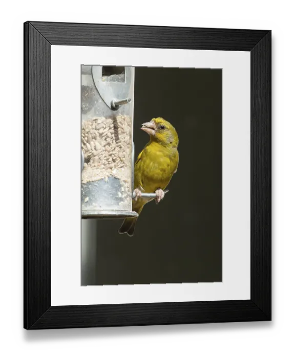 Framed Print : Eurasian greenfinch (Chloris chloris) adult male garden bird feeding on sunflower seed hearts from a bird feeder