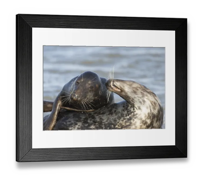 Framed Print : Atlantic grey seal (Halichoerus grypus) two adult seals animals in love flirting on a beach
