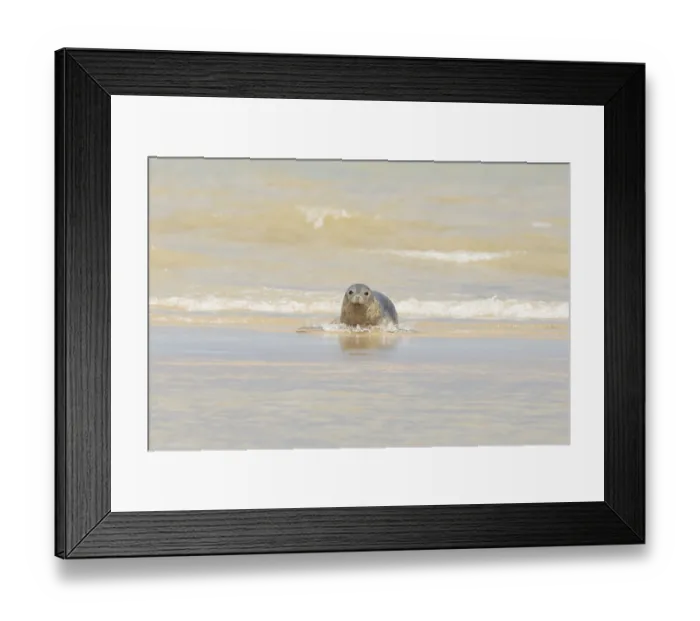 Framed Print : Common or Harbour or Habor seal (Phoca vitulina) adult animal emerging from the sea Framed Print : Common or Harbour or Habor seal (Phoca vitulina) adult animal emerging from the sea