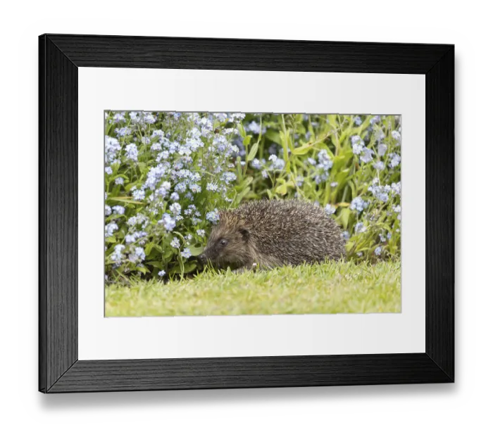 Framed Print : European hedgehog (Erinaceus europaeus)