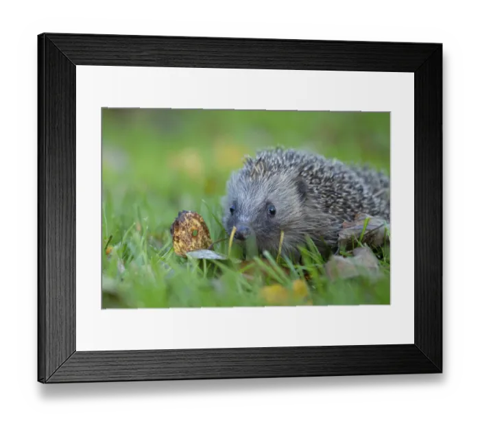 Framed Print : European hedgehog (Erinaceus europaeus) adult animal walking on a garden grass lawn in autumn