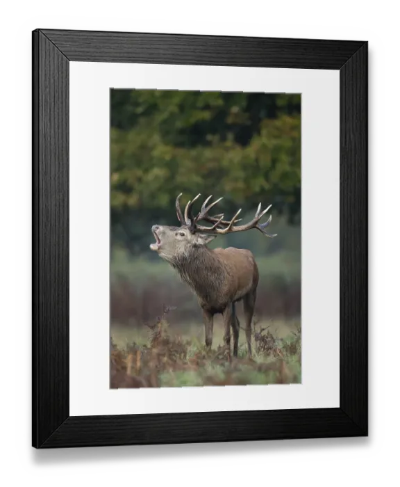 Framed Print : Red deer (Cervus elaphus) adult male stag animal roaring during the rut in autumn Framed Print : Red deer (Cervus elaphus) adult male stag animal roaring during the rut in autumn