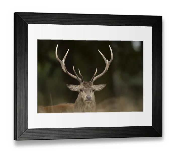 Framed Print : Red deer (Cervus elaphus) adult male stag animal head portrait in autumn Framed Print : Red deer (Cervus elaphus) adult male stag animal head portrait in autumn