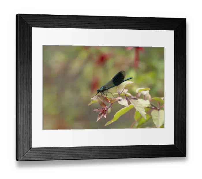 Framed Print : Banded demoiselle damselfly (Calopteryx splendens) adult male insect resting on a garden fuchsia flower in summer