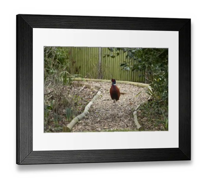 Framed Print : Common pheasant (Phasianus colchicus) adult male game bird walking on a garden shingle path
