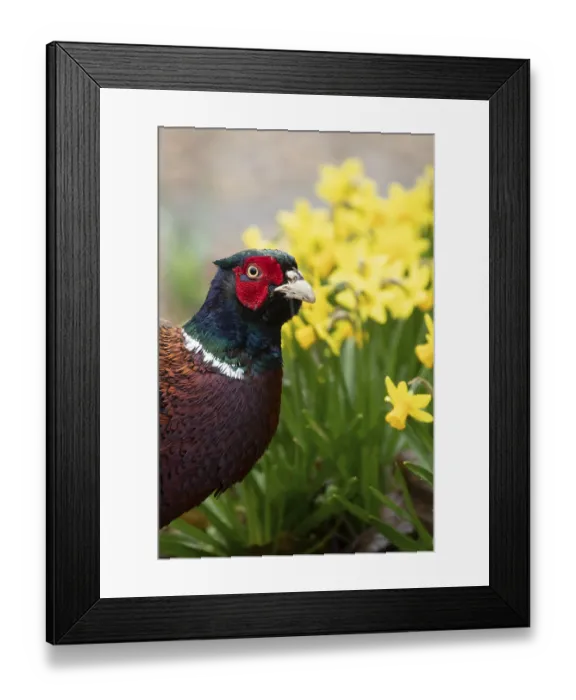 Framed Print : Common pheasant (Phasianus colchicus) adult male game bird in a garden in spring