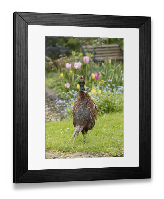 Framed Print : Common pheasant (Phasianus colchicus) adult male game bird calling in a garden in spring
