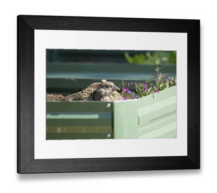 Framed Print : Common pheasant (Phasianus colchicus) adult female game bird on a garden raised bed