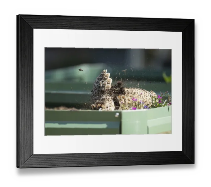 Framed Print : Common pheasant (Phasianus colchicus) adult female game bird dust bathing on a garden raised bed
