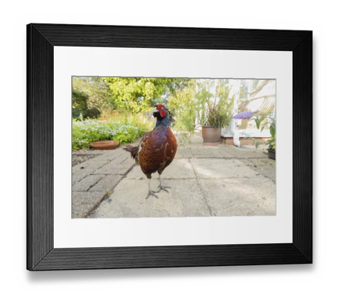 Framed Print : Common pheasant (Phasianus colchicus) adult male game bird on a garden patio in summer