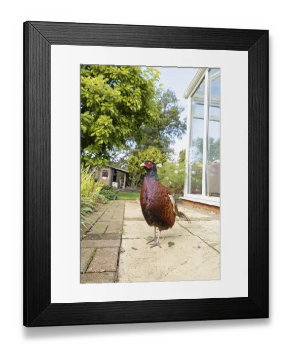Framed Print : Common pheasant (Phasianus colchicus) adult male game bird on a garden patio in summer