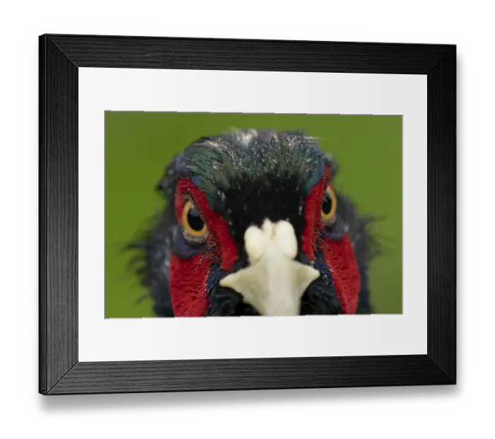 Framed Print : Common pheasant (Phasianus colchicus) adult male game bird head portrait
