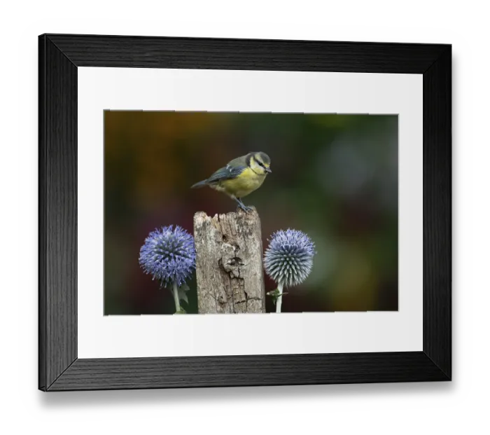 Framed Print : Blue tit (Cyanistes caeruleus) adult garden bird on a wooden post in summer