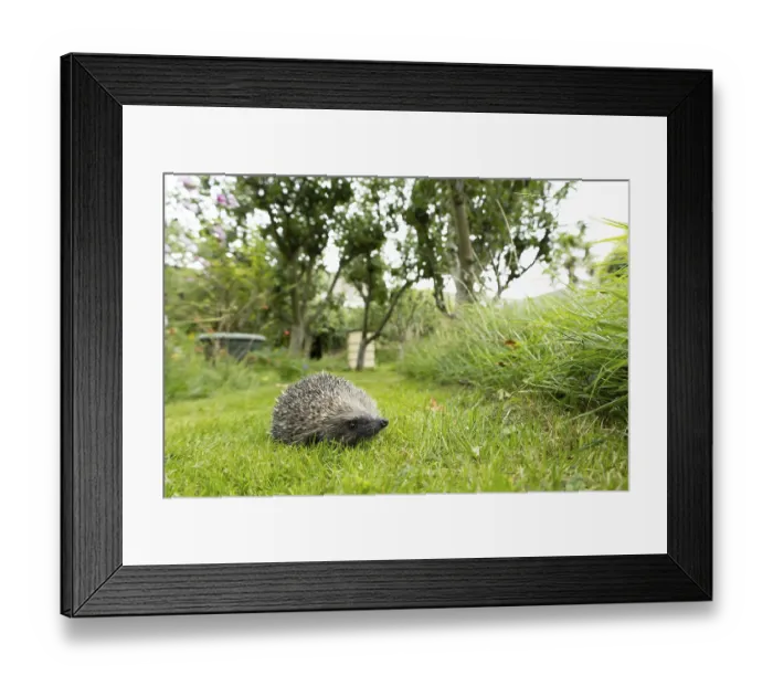 Framed Print : European hedgehog (Erinaceus europaeus) adult animal on a garden grass lawn in summer Framed Print : European hedgehog (Erinaceus europaeus) adult animal on a garden grass lawn in summer