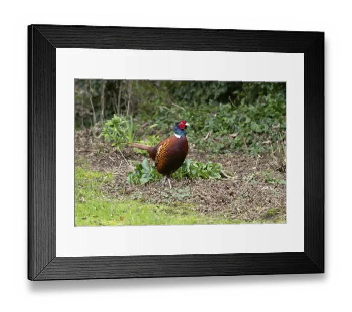 Framed Print : Common pheasant (Phasianus colchicus) adult male game bird in a garden in winter Framed Print : Common pheasant (Phasianus colchicus) adult male game bird in a garden in winter