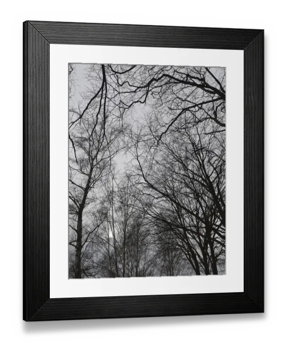 Framed Print : Silhouettes of trees and branches against a grey sky Framed Print : Silhouettes of trees and branches against a grey sky