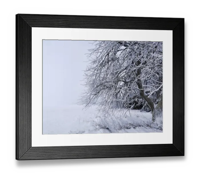Framed Print : Snow-covered tree in a pristine winter field