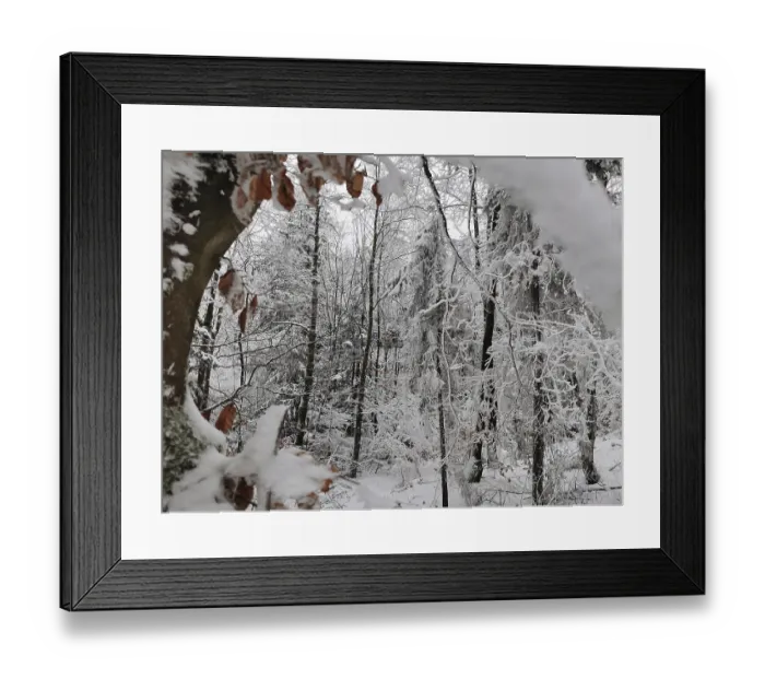 Framed Print : Snowy forest with covered branches and peaceful atmosphere Framed Print : Snowy forest with covered branches and peaceful atmosphere