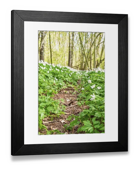 Framed Print : Forest path covered with white Wood anemone (Anemone nemorosa)