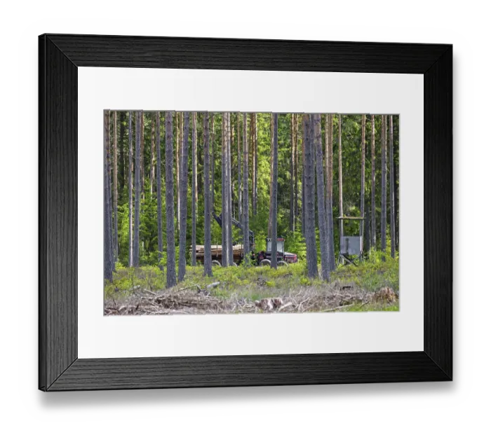 Framed Print : Forwarder with a crane transporting cut timber logs in coniferous forest among tall pine trees