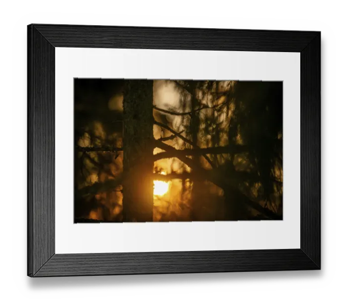 Framed Print : A mystical forest with sunlight shining through the trees Framed Print : A mystical forest with sunlight shining through the trees