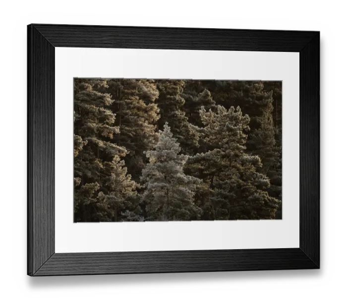 Framed Print : Winter forest with frost-covered trees in sunlight