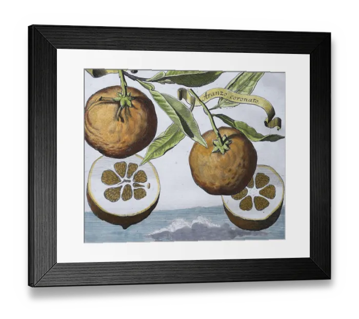 Framed Print : Oranges, aranzo coronato, Arango hermaphrodito coronato Framed Print : Oranges, aranzo coronato, Arango hermaphrodito coronato