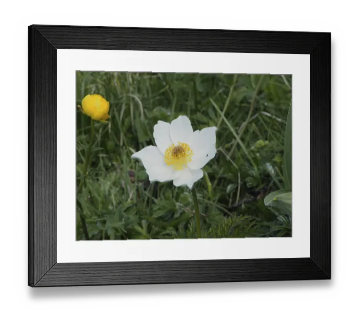 Framed Print : White flower with yellow centre