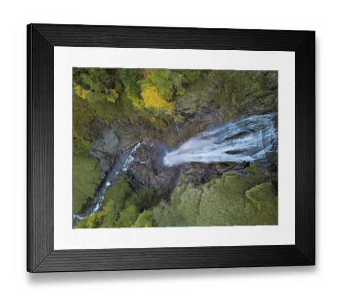 Framed Print : Autumn-coloured sycamore maple (Acer pseudo plantanus)
