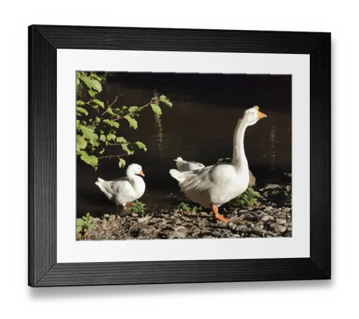 Framed Print : Geese (anseres) enjoying the sun on the banks of a river