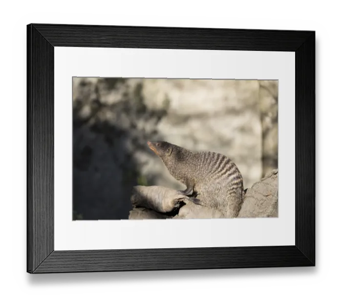 Framed Print : An adult zebra mongoose (Mungos mungo) sits on a hollow Framed Print : An adult zebra mongoose (Mungos mungo) sits on a hollow