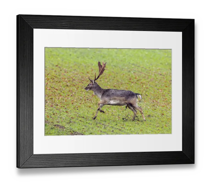 Framed Print : European fallow deer (Dama dama) buck  /  male running over field  /  farmland in autumn  /  fall