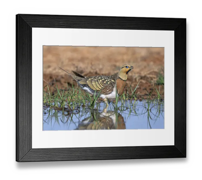 Framed Print : Pin-tailed sandgrouse (Pterocles alchata alchata / Tetrao alchata) adult male drinking water at waterhole in spring Framed Print : Pin-tailed sandgrouse (Pterocles alchata alchata / Tetrao alchata) adult male drinking water at waterhole in spring