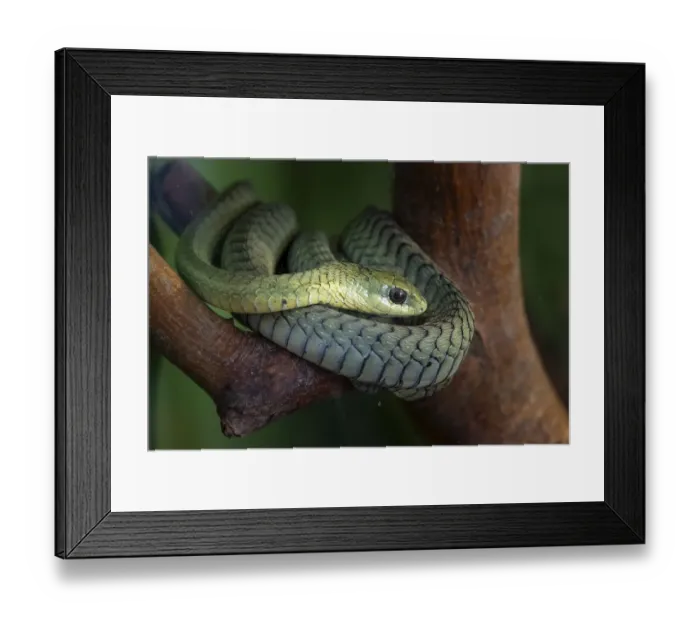 Framed Print : Boomslang (Dispholidus typus) in a tree