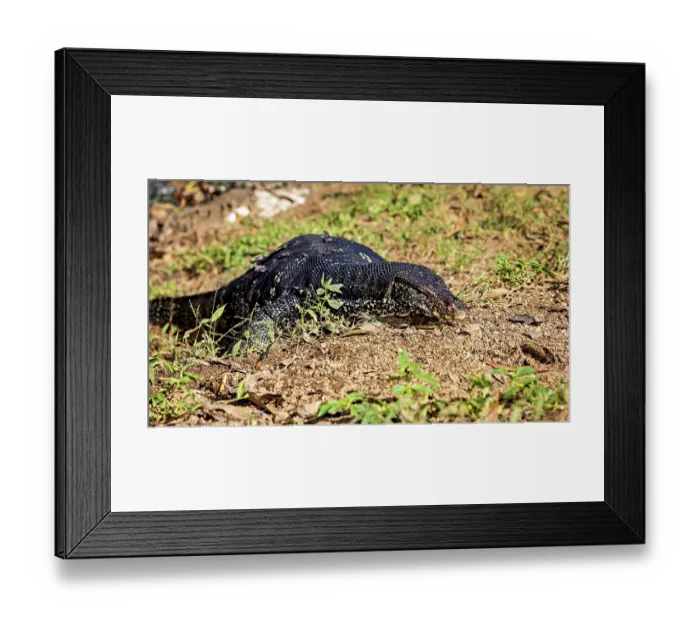 Framed Print : A monitor lizard lying flat on the ground Framed Print : A monitor lizard lying flat on the ground