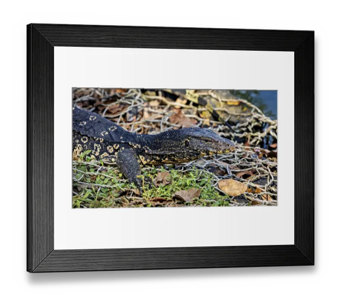Framed Print : A monitor lizard lying on a pile of leaves on the ground Framed Print : A monitor lizard lying on a pile of leaves on the ground