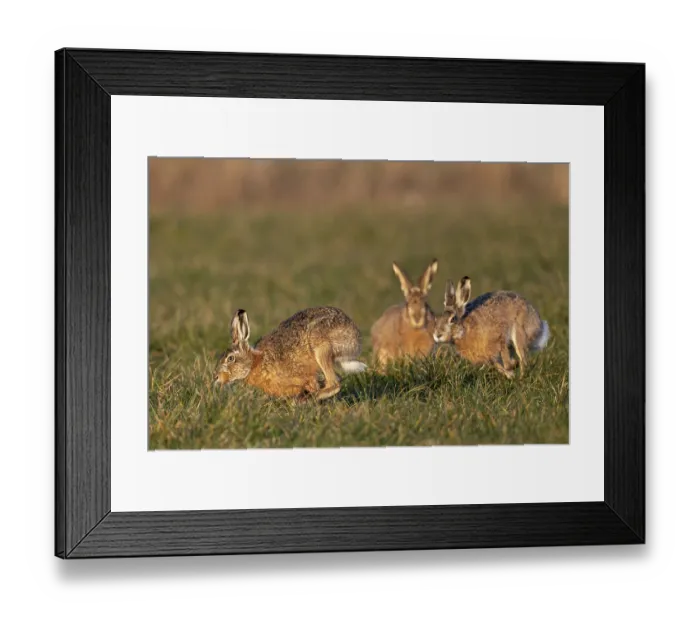 Framed Print : In a wild chase, the bucks circle the female hare (Lepus europaeus)
