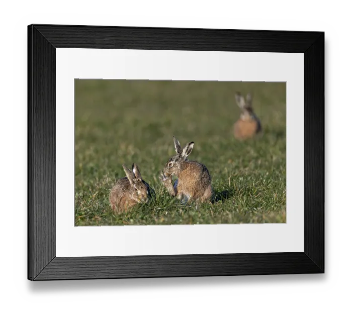 Framed Print : The wild activity of the brown hare (Lepus europaeus)