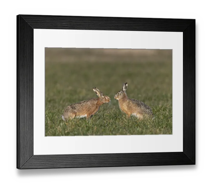 Framed Print : A buck cautiously approaches a fieldfare (Lepus europaeus) during mating season