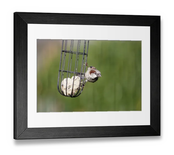 Framed Print : House sparrow (Passer domesticus) Framed Print : House sparrow (Passer domesticus)