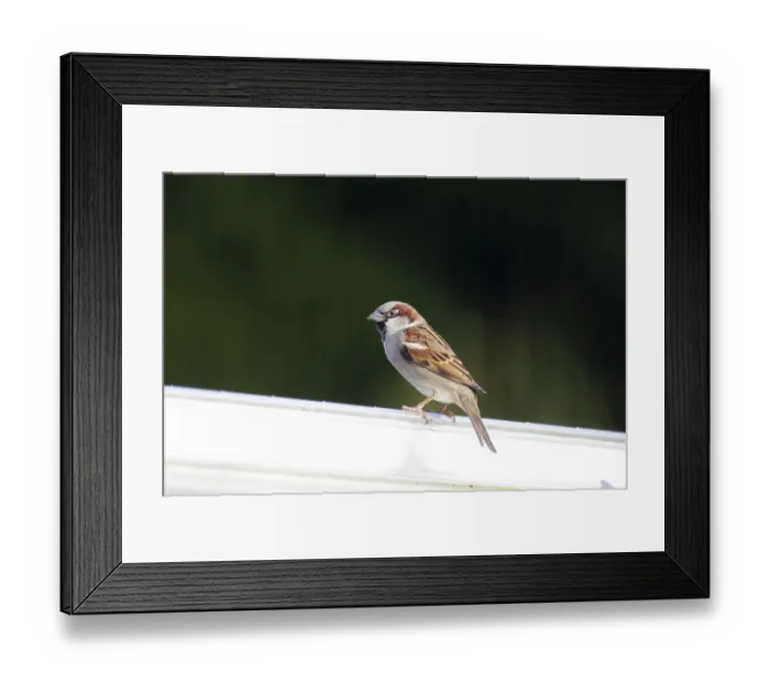 Framed Print : House Sparrow (Passer domesticus) Framed Print : House Sparrow (Passer domesticus)