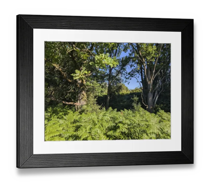 Framed Print : Lush vegetation with trees and ferns in the forest
