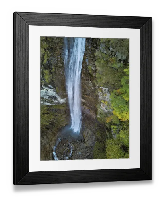 Framed Print : Autumn-coloured sycamore maple (Acer pseudo plantanus) Framed Print : Autumn-coloured sycamore maple (Acer pseudo plantanus)