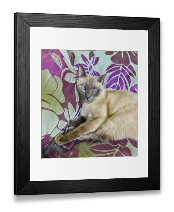 Framed Print : Beautiful siamese cat sitting on pillows watching the camera with an evil expression Framed Print : Beautiful siamese cat sitting on pillows watching the camera with an evil expression