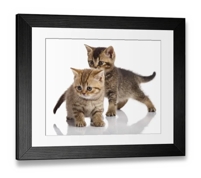 Framed Print : Two kitten on a white background Framed Print : Two kitten on a white background