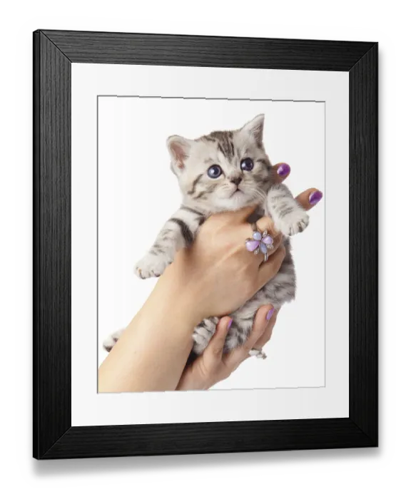 Framed Print : Kitten on a white background. Adorable young cat in woman hands