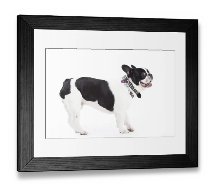 Framed Print : Happy dog photographed in the studio on a white background Framed Print : Happy dog photographed in the studio on a white background